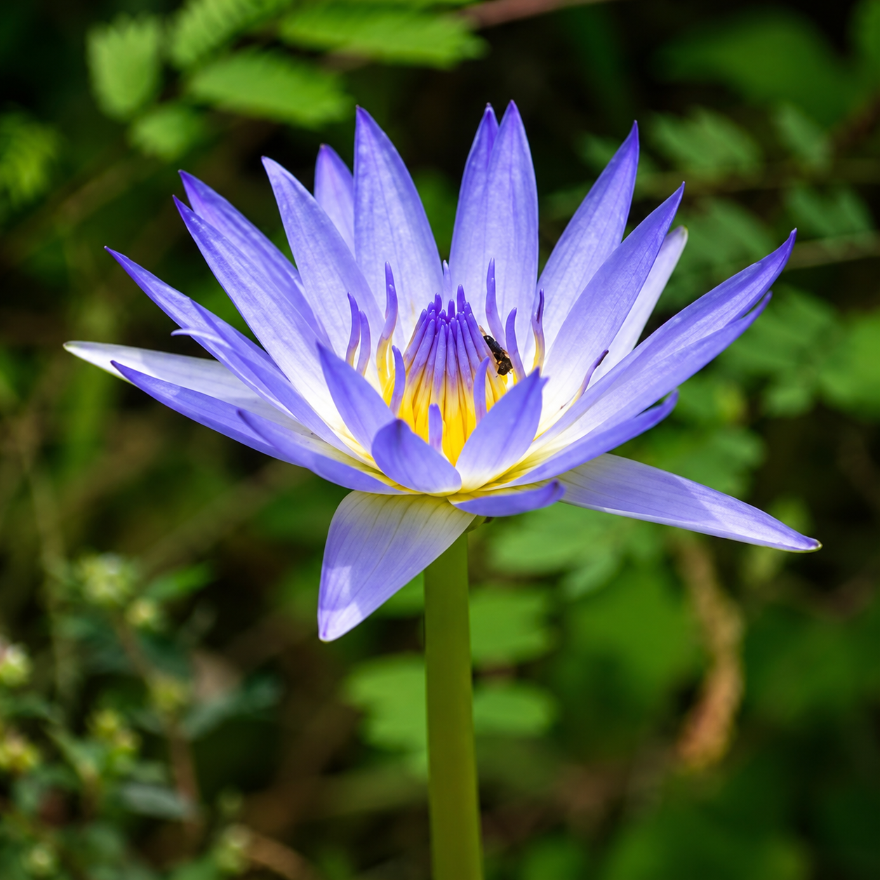 BLUE LOTUS - Pure Egyptian Essence Oil 5ml Roller